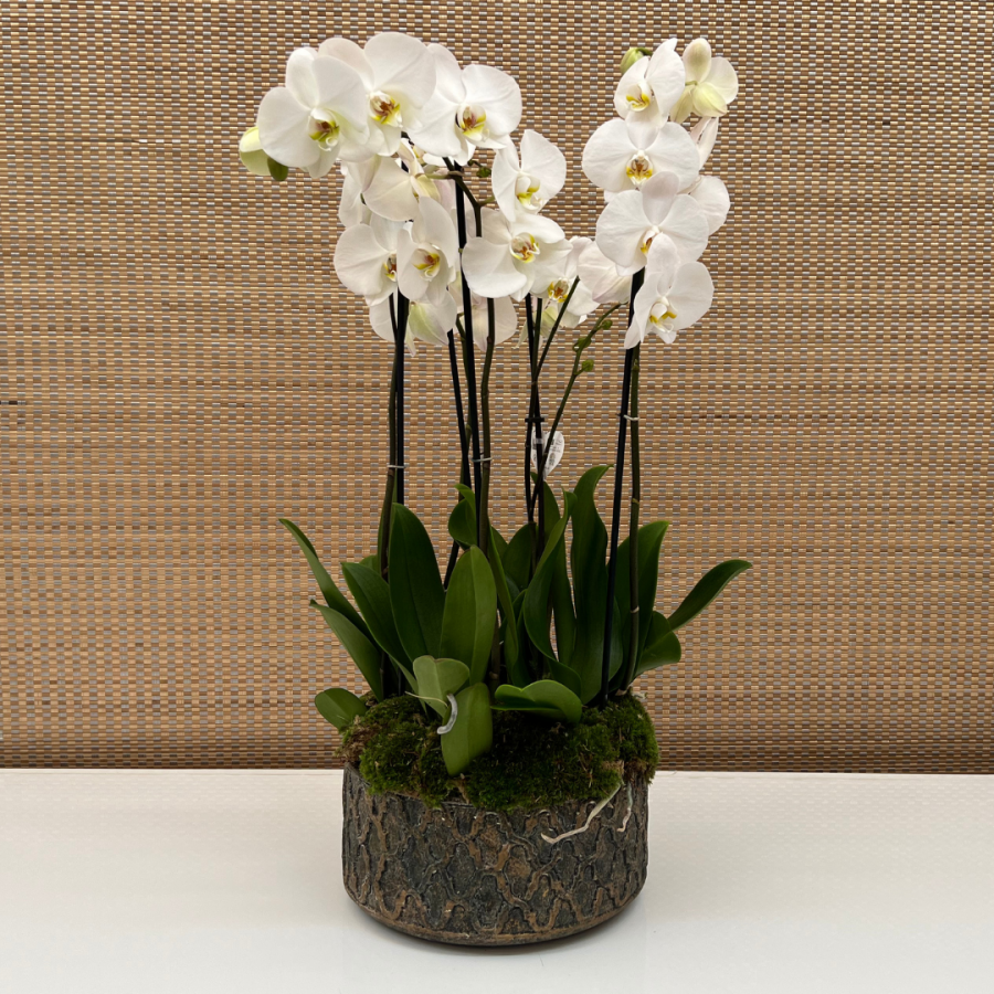 PHALAENOPSIS ARANGEMENT C