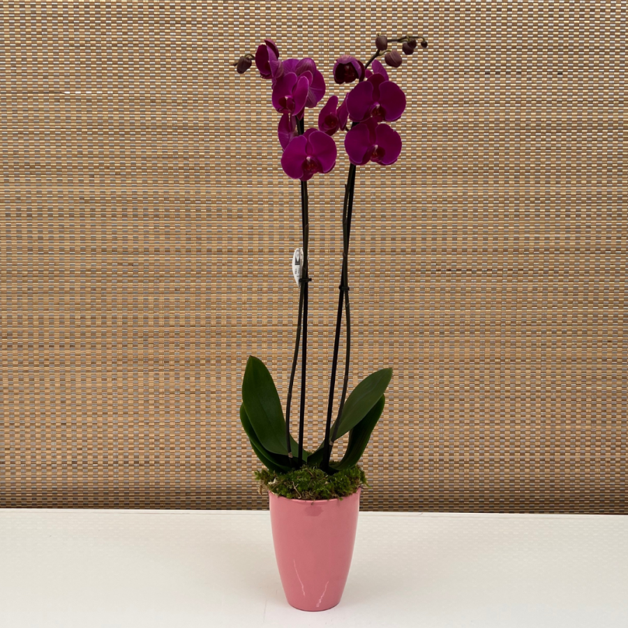 PHALAENOPSIS ARANGEMENT B