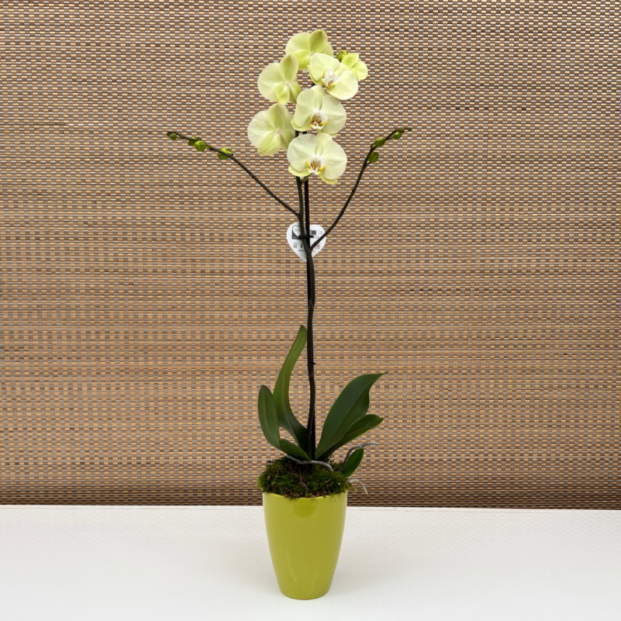 PHALAENOPSIS ARANGEMENT A