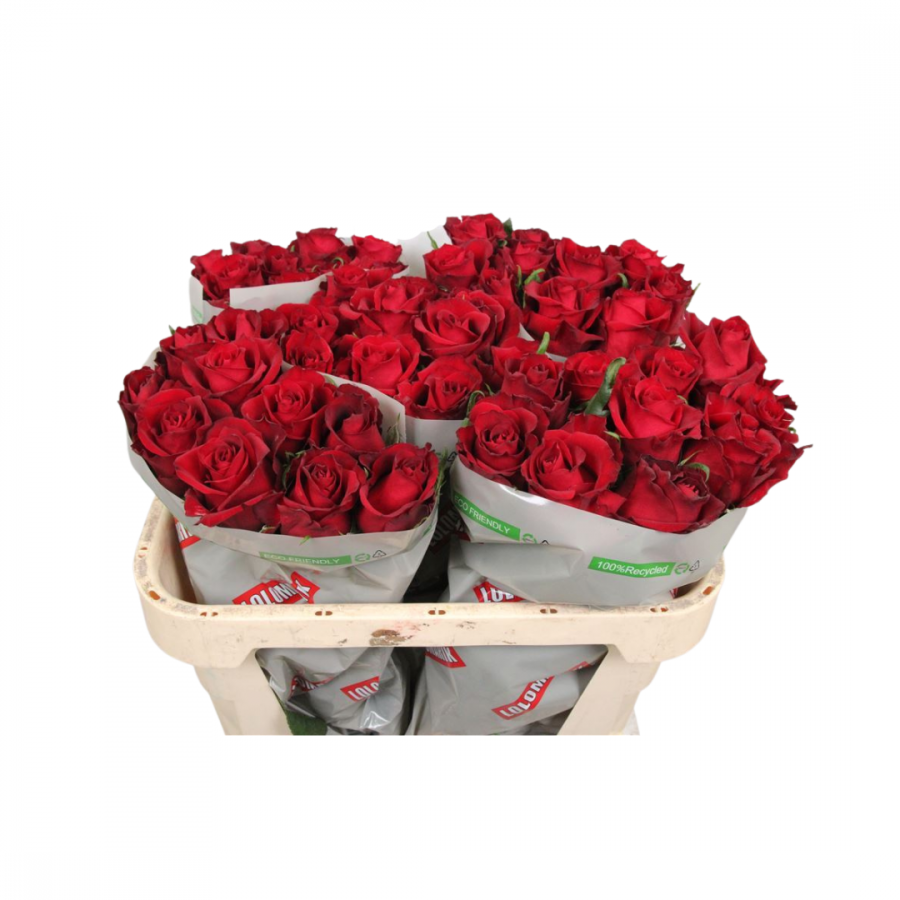 ROSE RED 60CM