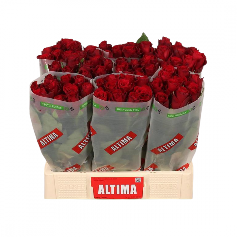 ROSA UPPER CLASS RED 50 CM