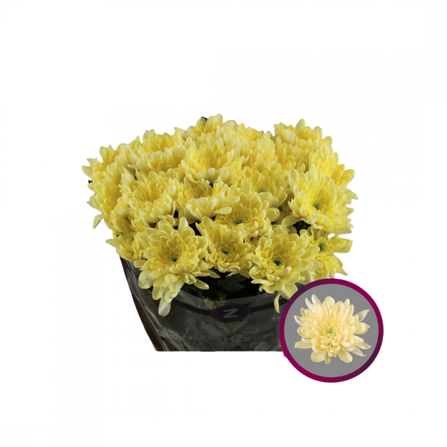 CHRYSANT SPRAY BALTICA CREAM 