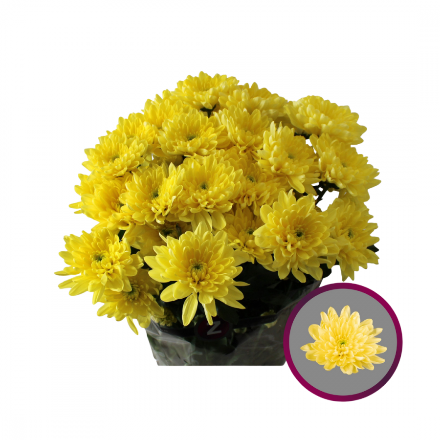 CHRYSANT SPRAY BALTICA YELLOW  image