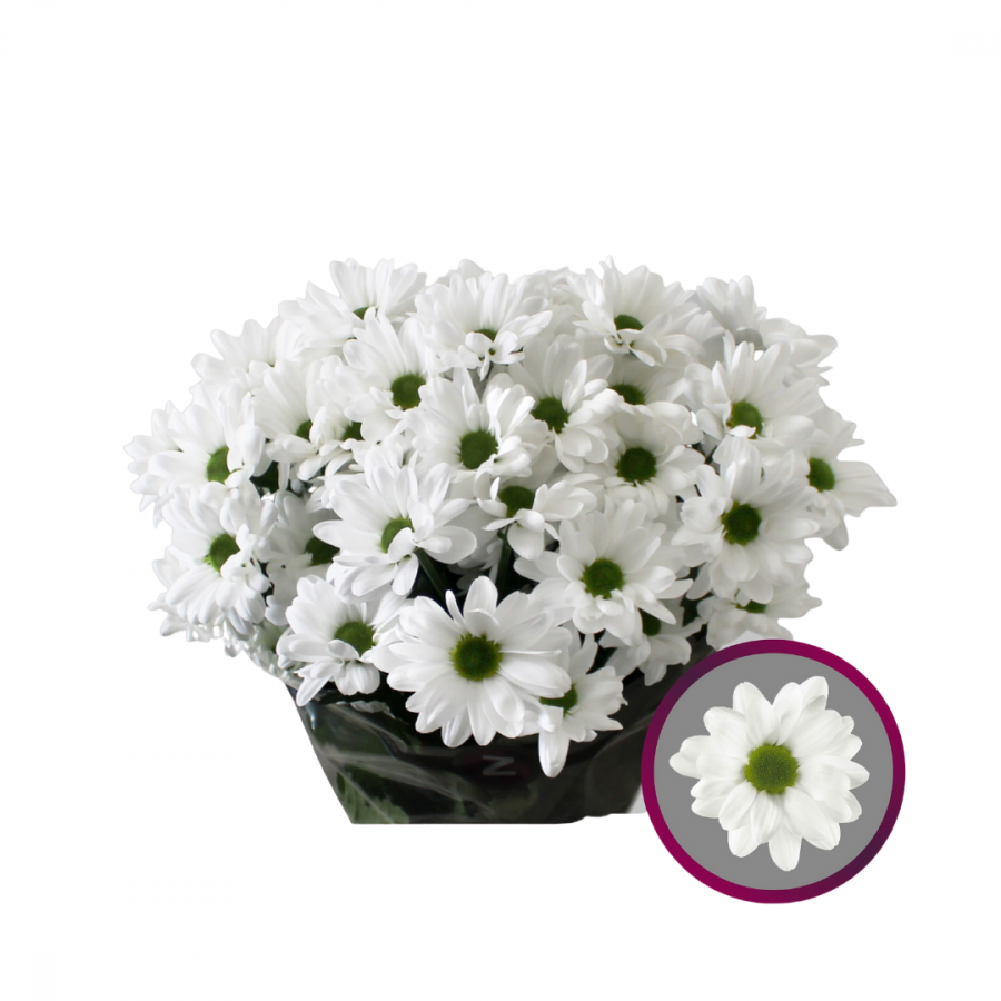 CHRYSANT SPRAY CHIC  image