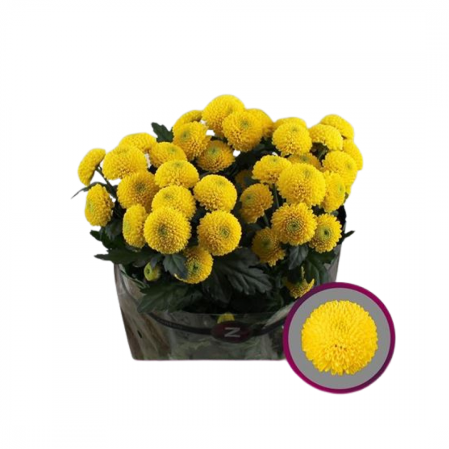 CHRYSANT SPRAY LIMONCELLO  image