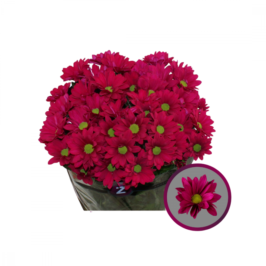 CHRYSANT SPRAY PURPLE STAR 