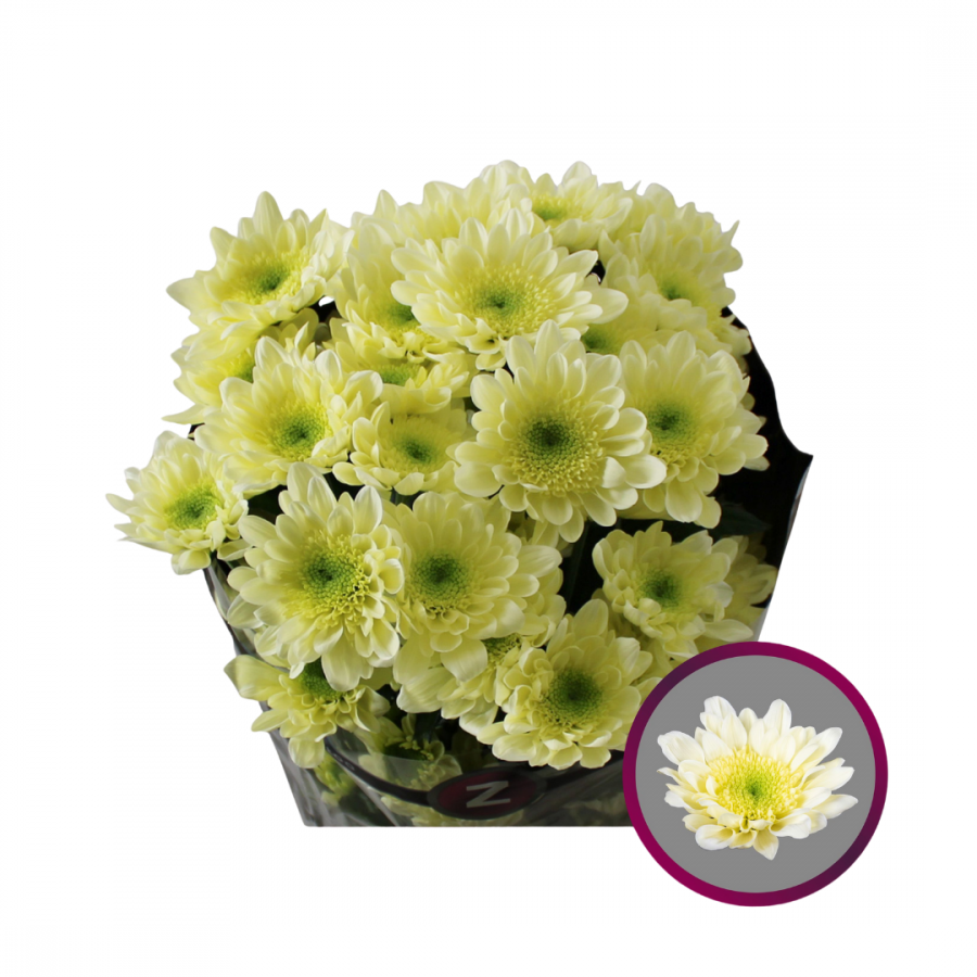 CHRYSANT SPRAY RADOST CREAM