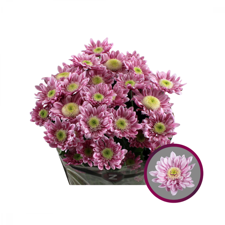 CHRYSANT SPRAY SERENITY  image