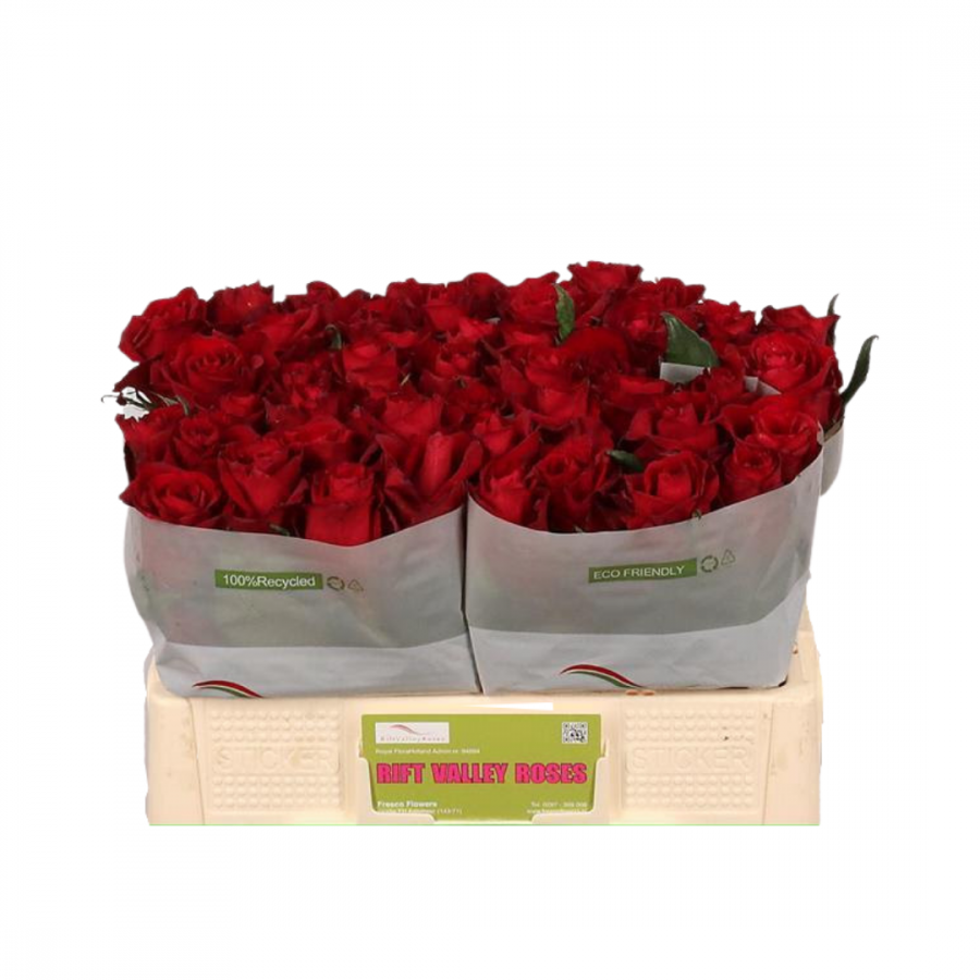 ROSA EVER RED 50CM