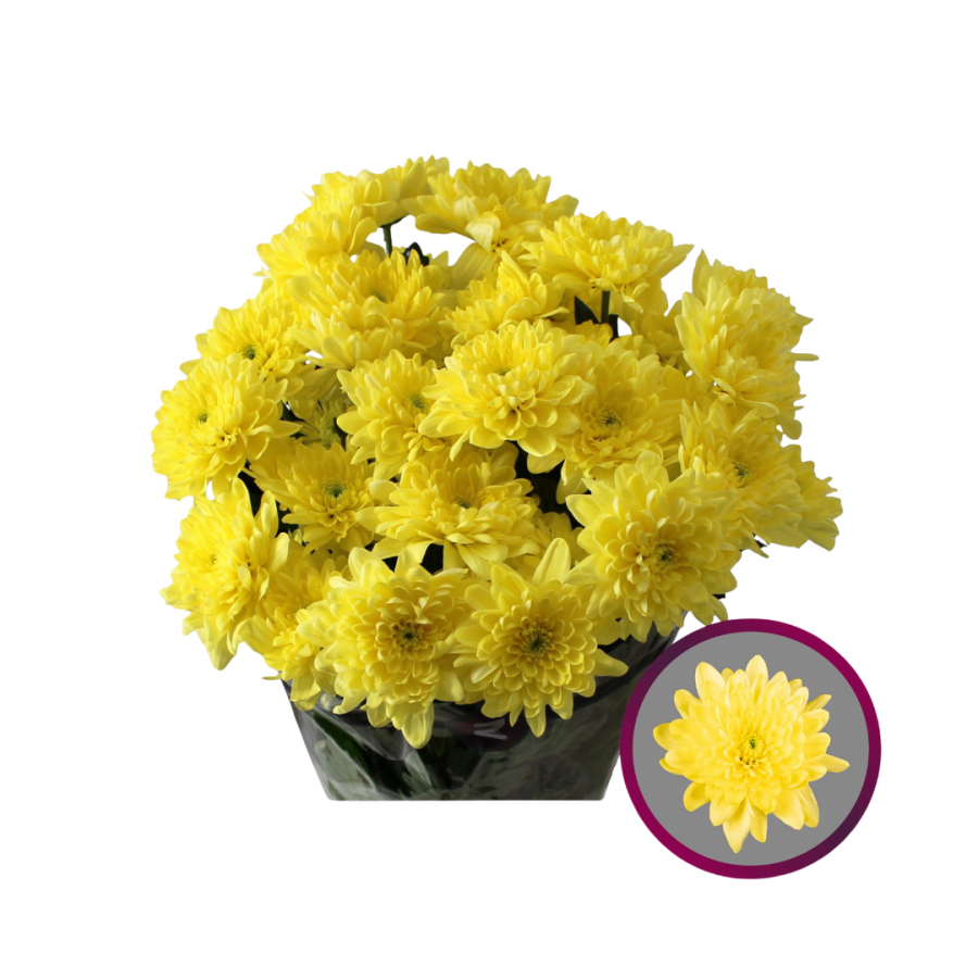 CHRYSANT SPRAY PINA COLADA YELLOW