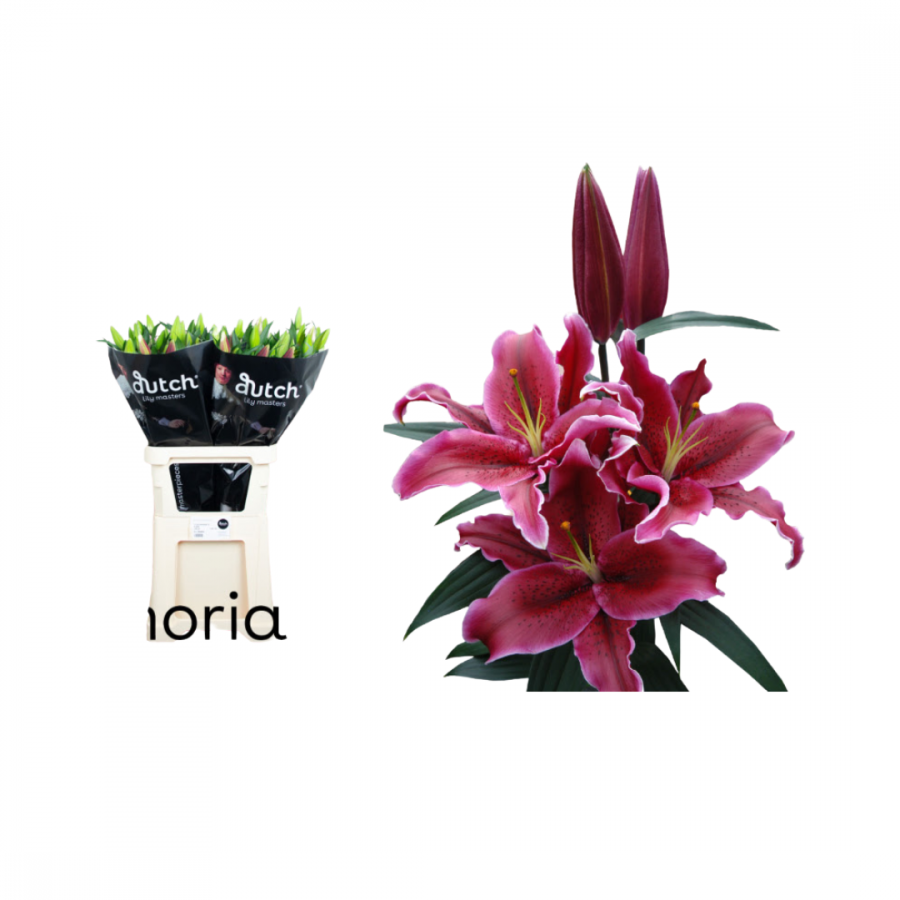 LILIUM OR EUPHORIA 100cm