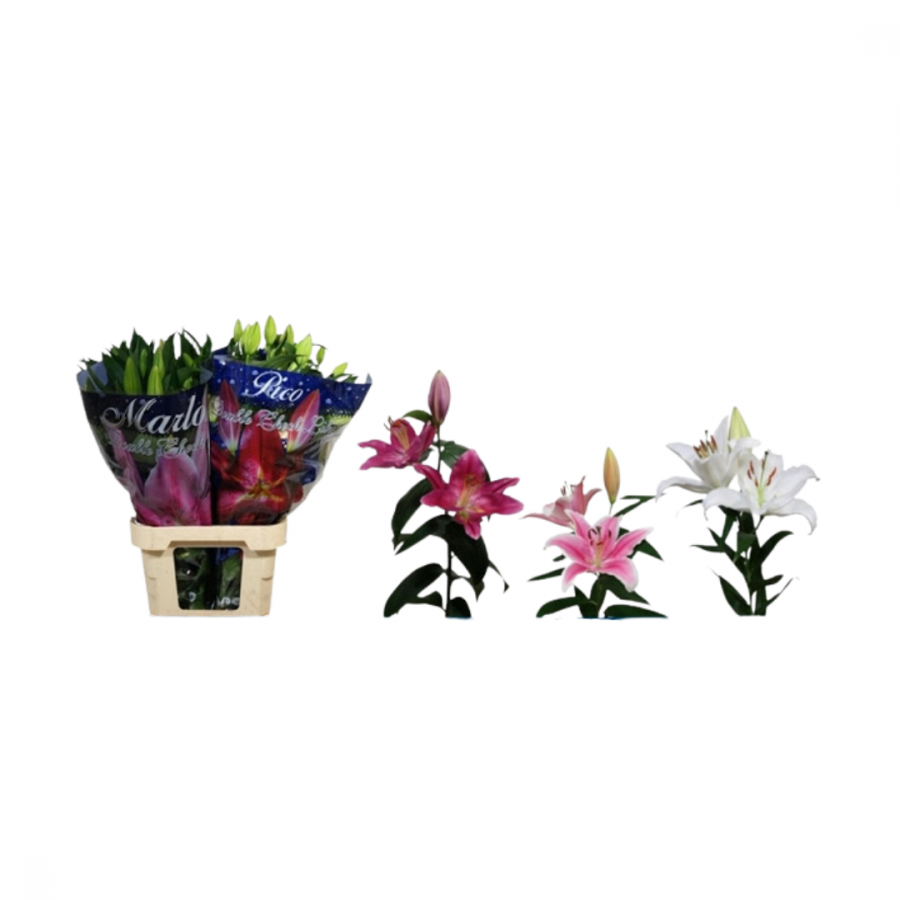 LILIUM OR MIXED 90 CM 