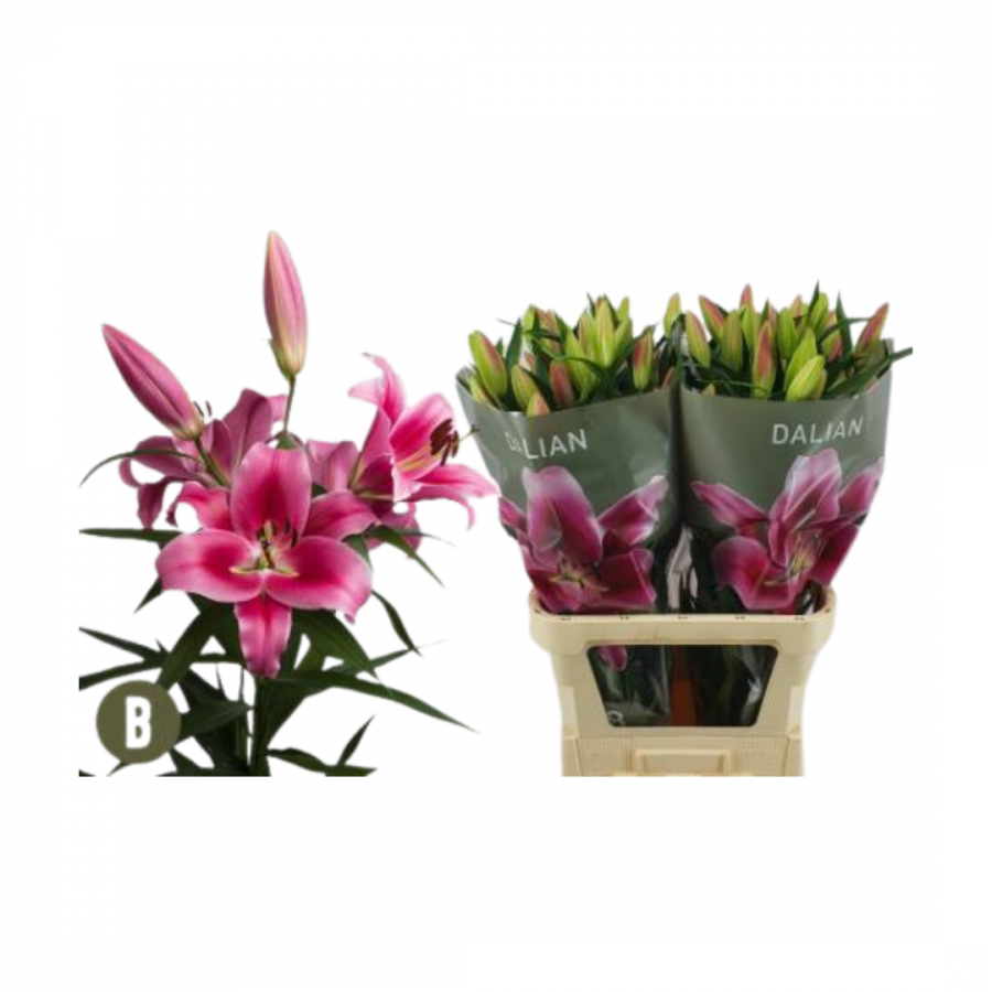 LILIUM OT DALIAN 100 cm 5/7 bl