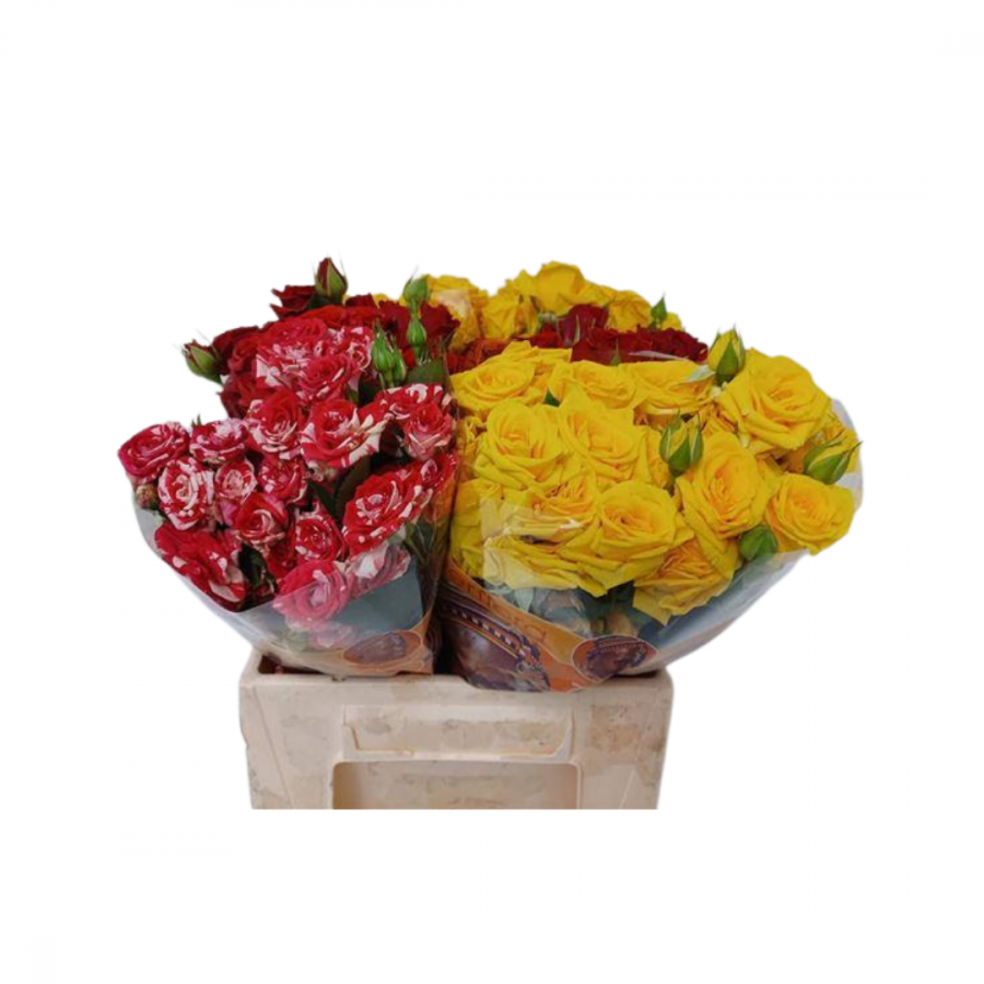 ROSA SPR MIXED 40cm