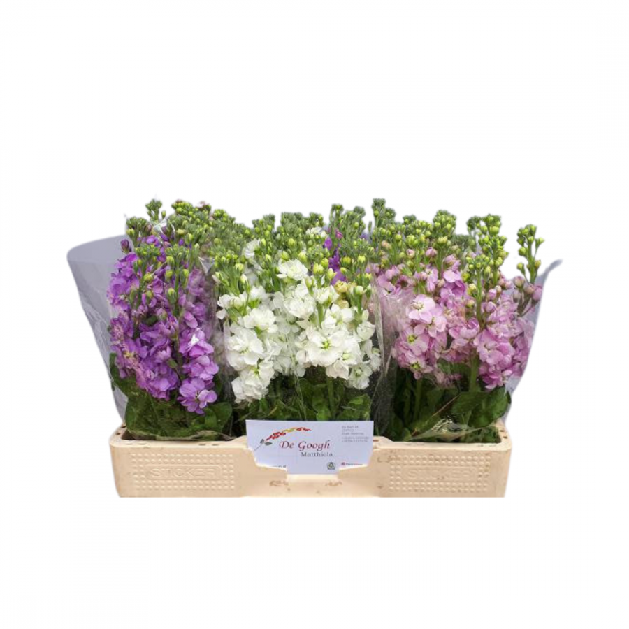 MATTHIOLA MIXED 50CM