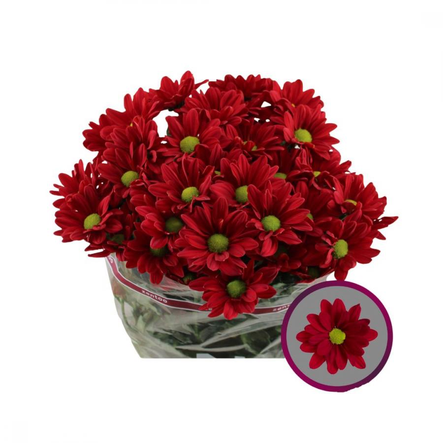 CHRYSANT SPRAY BAROLO