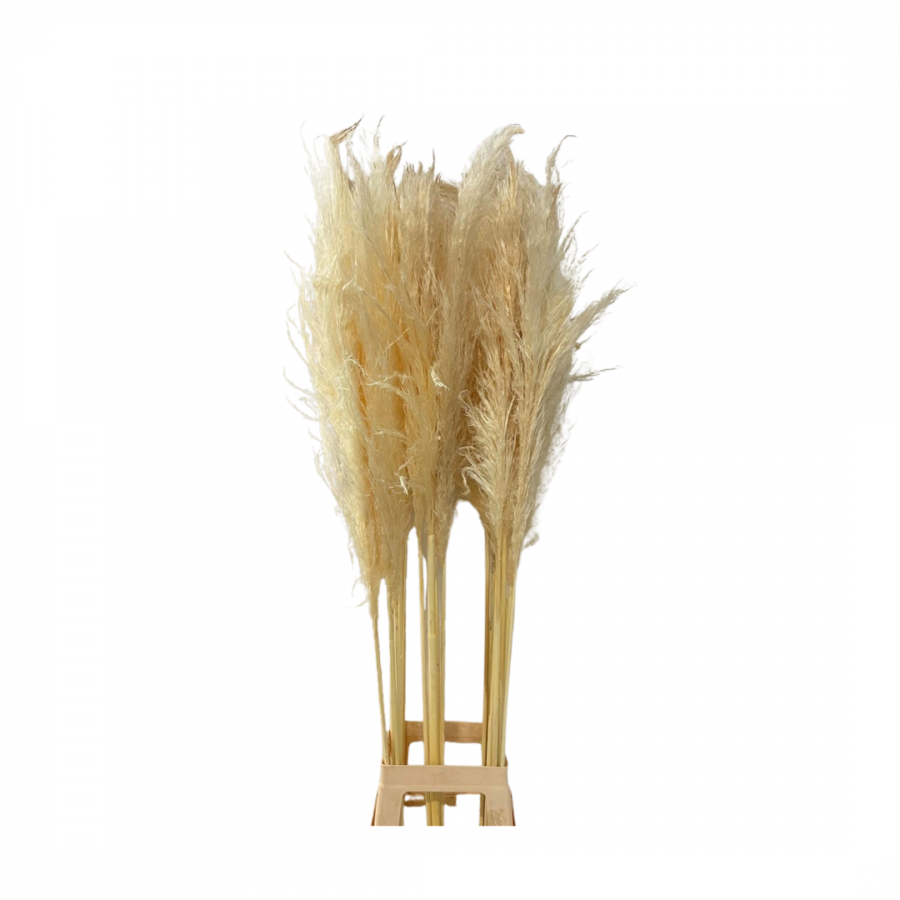 CORTADERIA DRIED XXXL BLEACHED