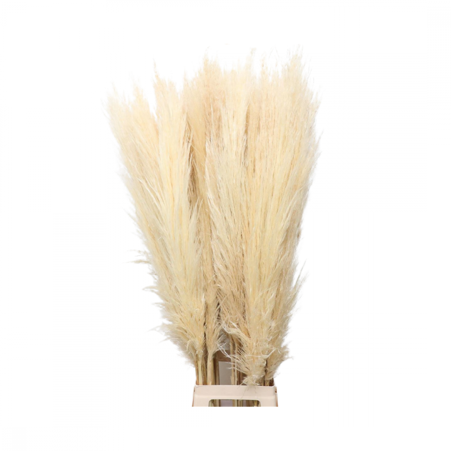 CORTADERIA EVITA 120cm image