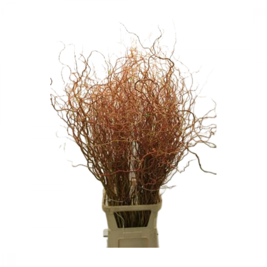 SALIX GOLDEN CURLS 130cm