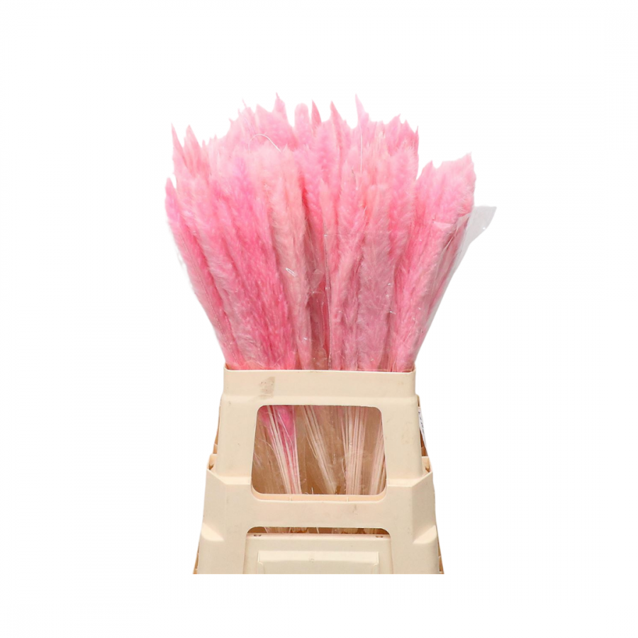 CORTADERIA DRIED FLUFFY PINK 60cm image