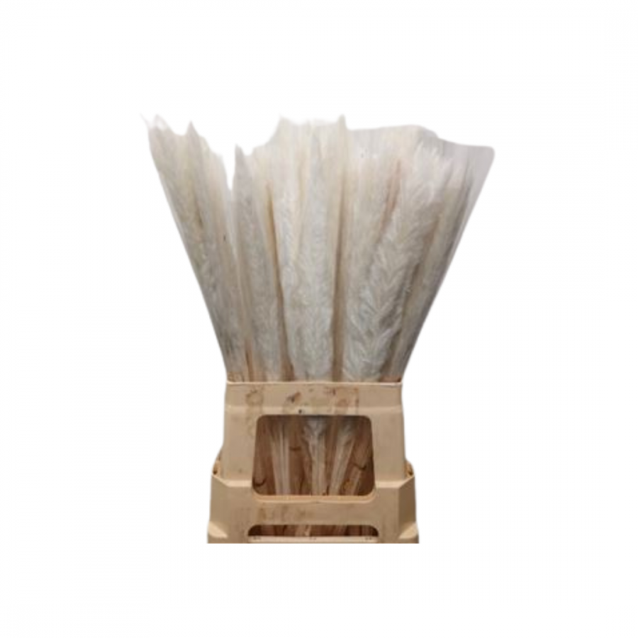 CORTADERIA DRIED FLUFFY BLEACHED 60CM image