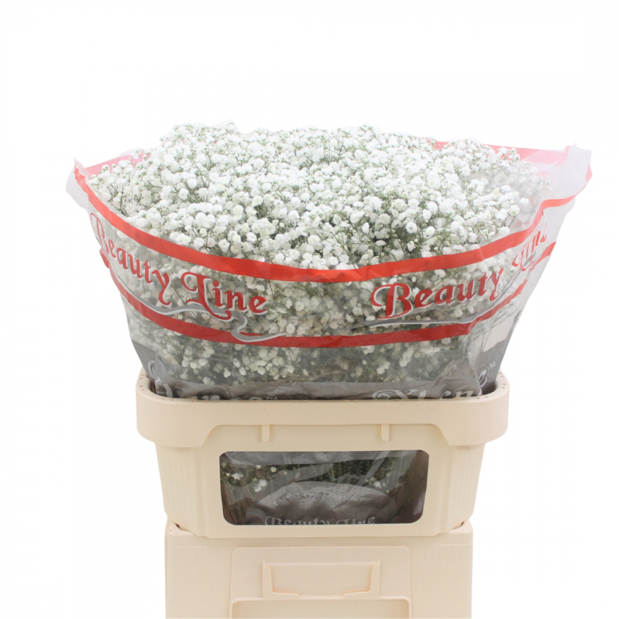 GYPSOPHILA XLENCE WHITE  image