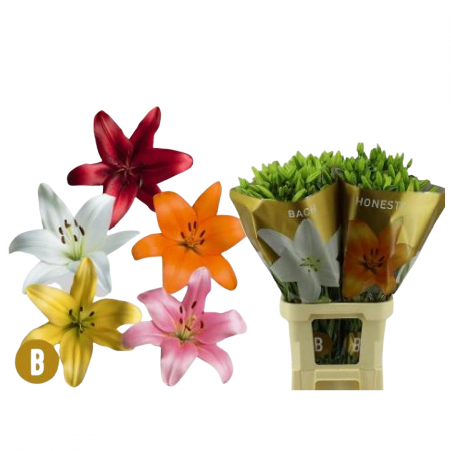 LILIUM LA MIXED IN BUCKET 90cm 5/7bl