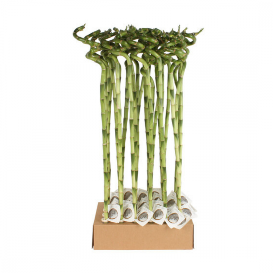 LUCKY BAMBOO SPIRAAL 80CM image