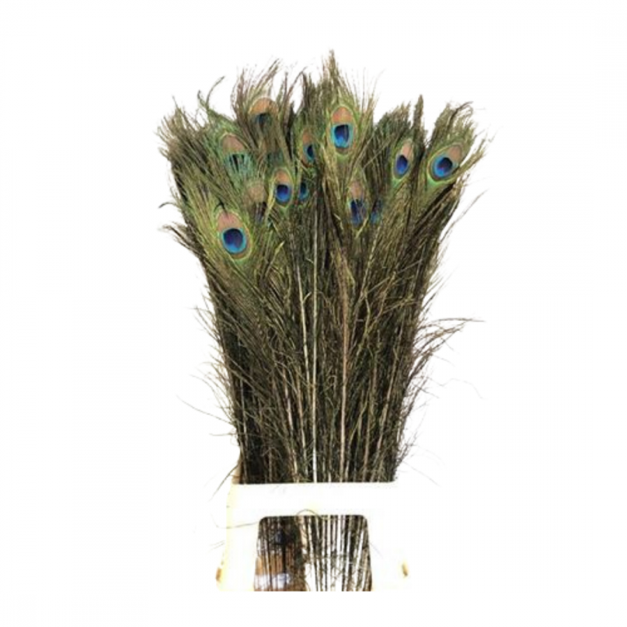 PEACOCK FEATHERS image