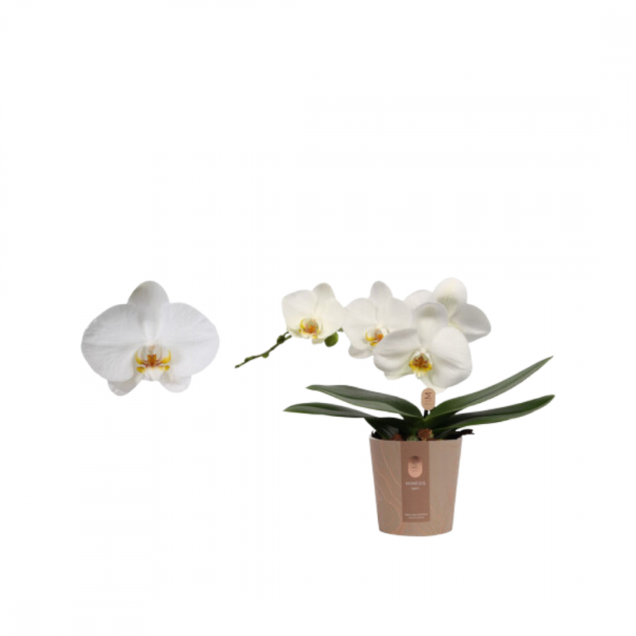 PHALAENOPSIS  SPIRIT WHITE 1TAK PTM12