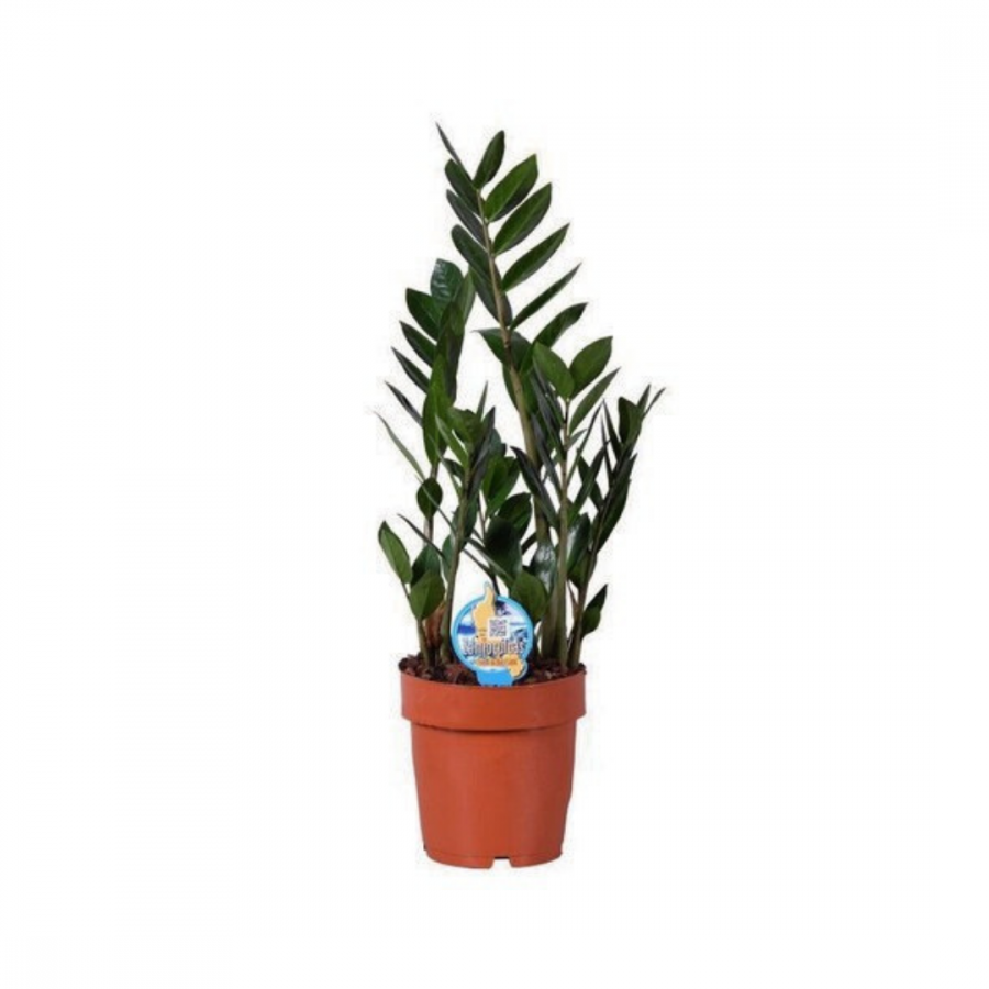 ZAMIOCULCAS ZAMIIFOL  image