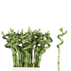 LUCKY BAMBOO 60CM SPIRAAL