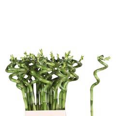 LUCKY BAMBOO SPIRAAL 70CM