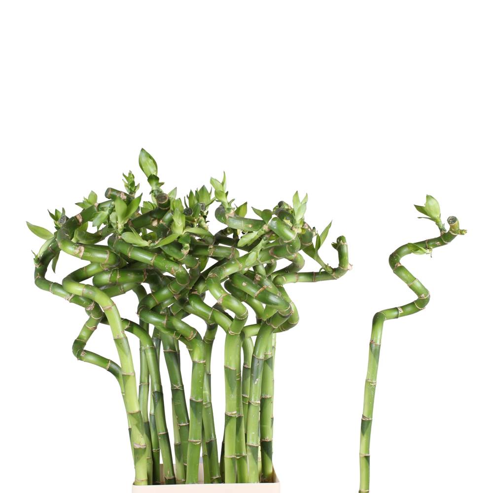 LUCKY BAMBOO SPIRAAL 90 CM