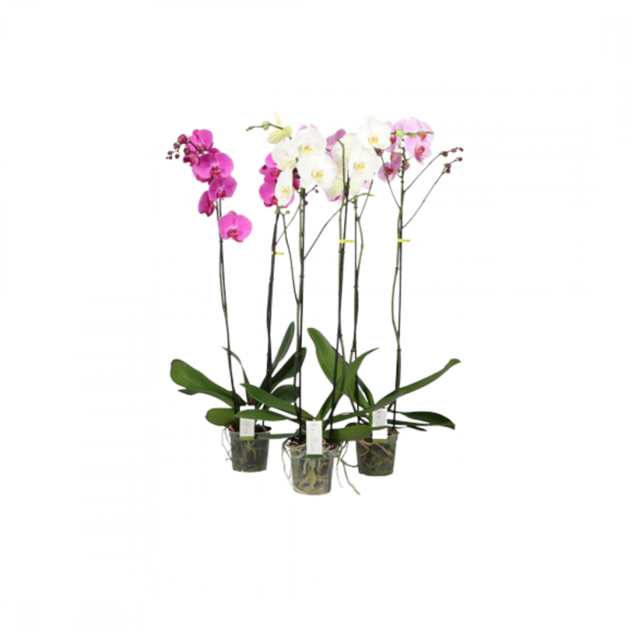 PHAL GEM 2 TAK 15Ø 90cm