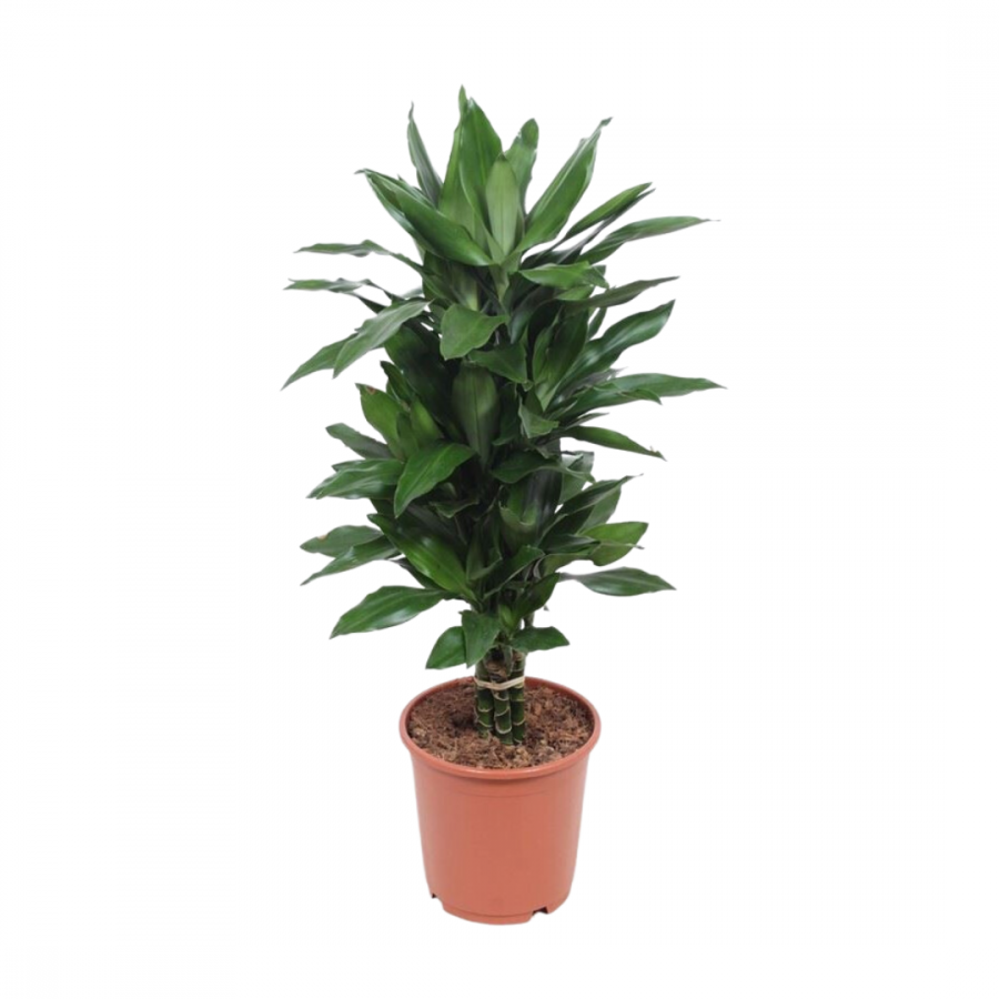 DRACENA JANET LIND BRANCHED image