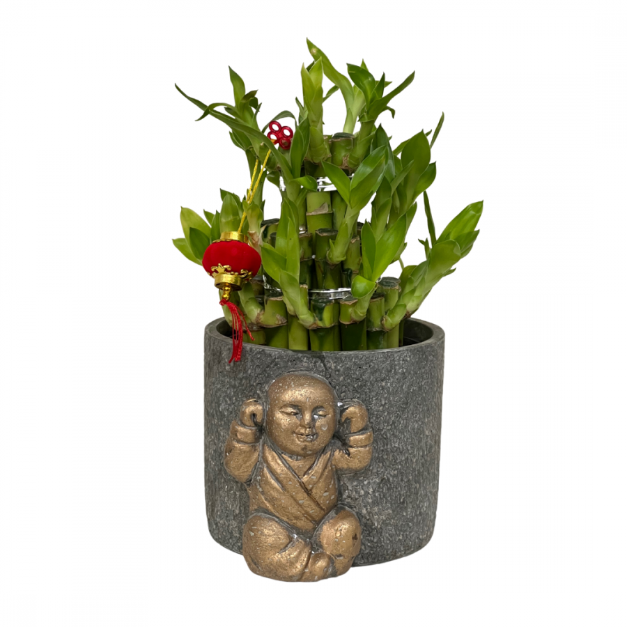 LUCKY BAMBOO PTM15 image