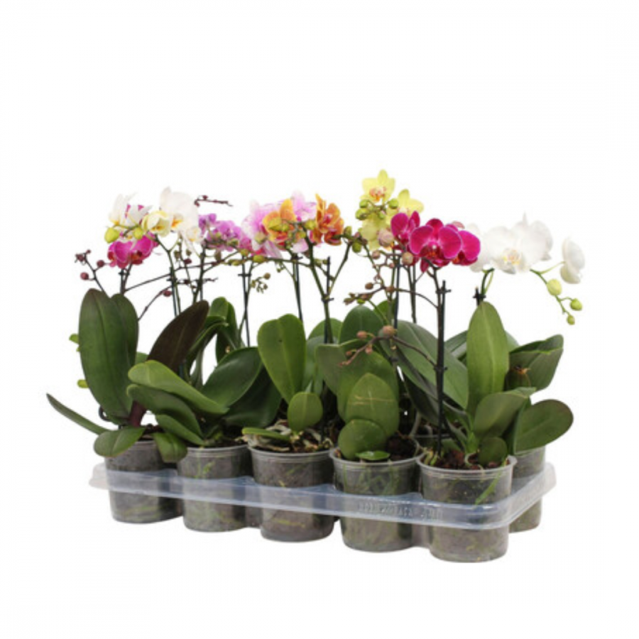 PHAL MF GEM 5 KL 12Ø 40cm -65cm image