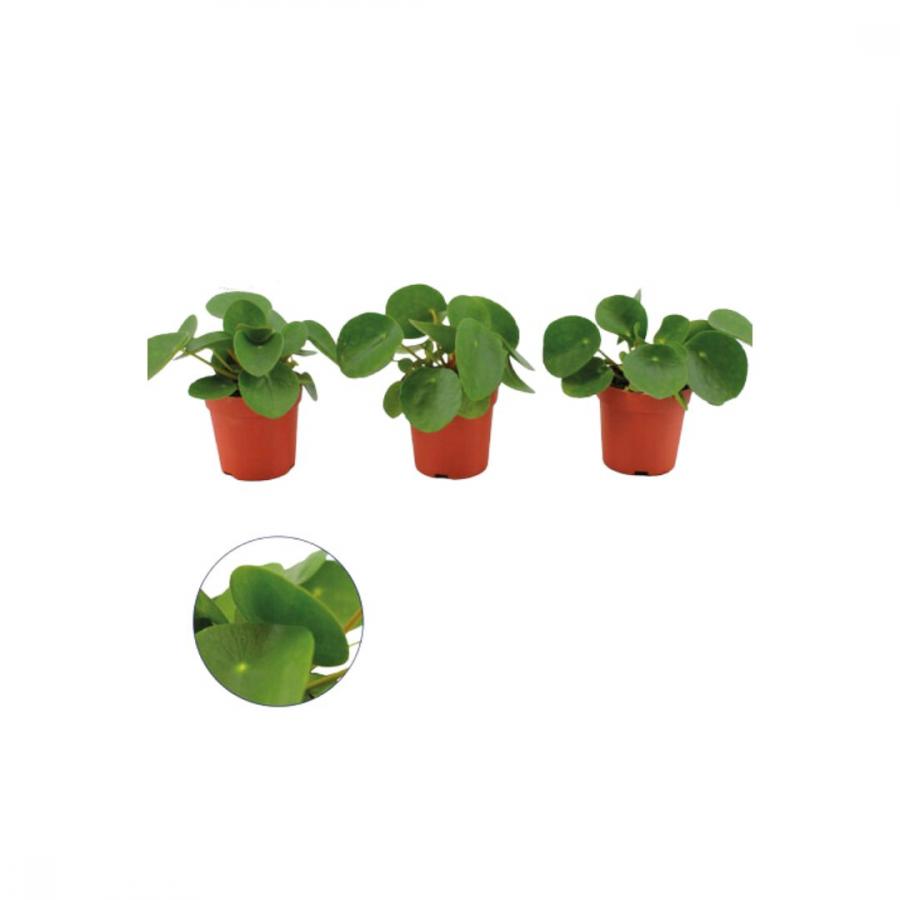 PILEA PEPEROMOIDES 505Ø 10cm