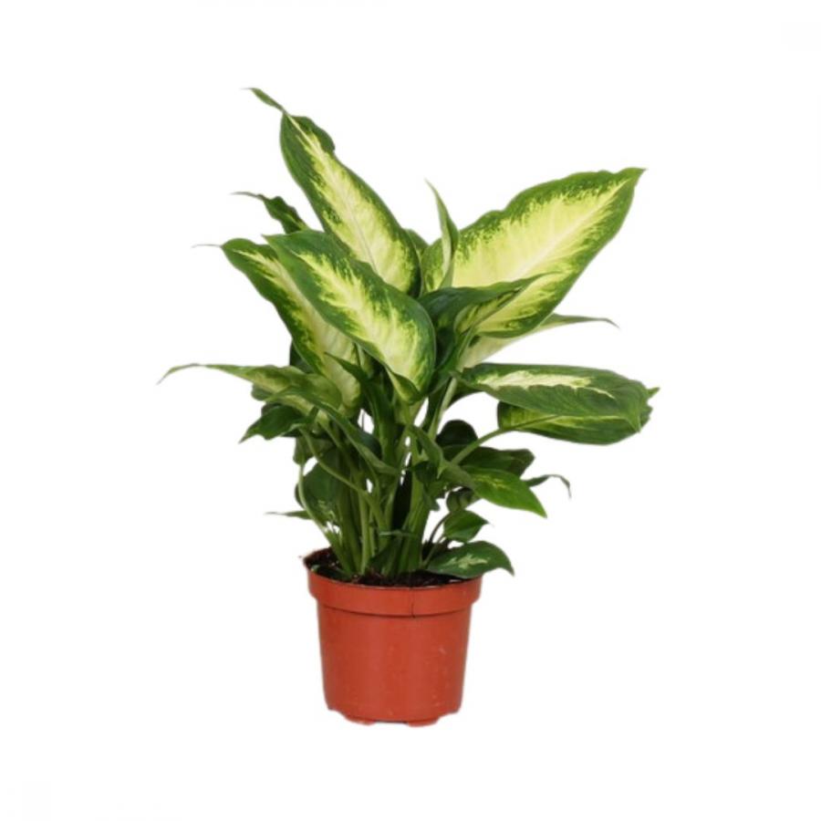 DIEFFENBACHIA OV CAMILLA PTM 12 H 35cm