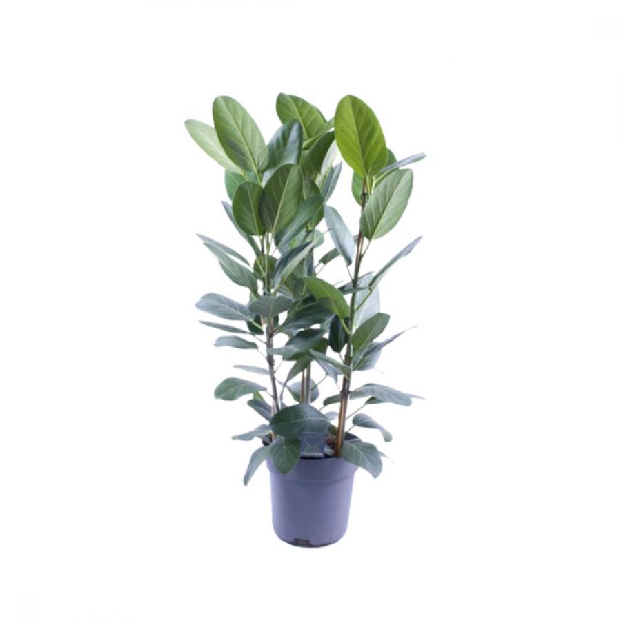 FICUS OV BENGHAL AUDRE ptm27 h110cm image