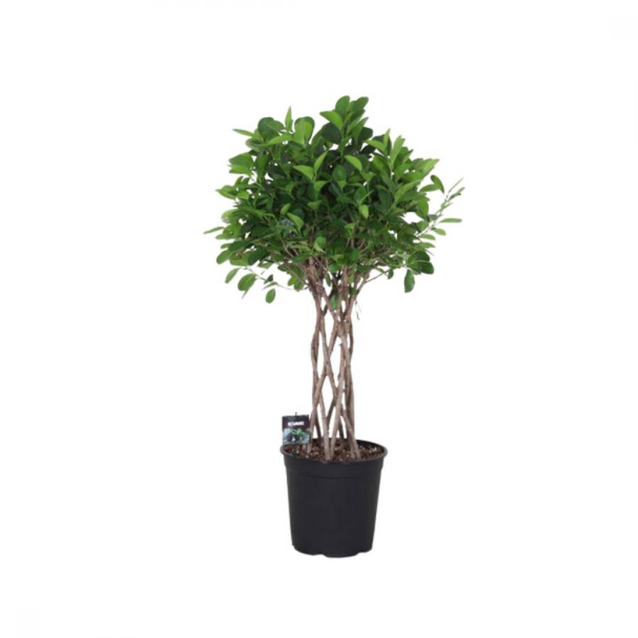 FICUS MI MOCLAME ptm27 h110cm image