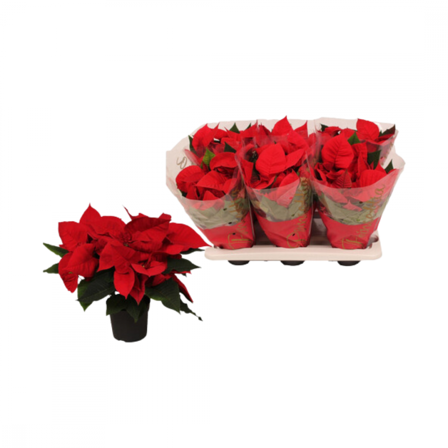 EUPHORBIA PREMIUM RED PTM 13 CM 