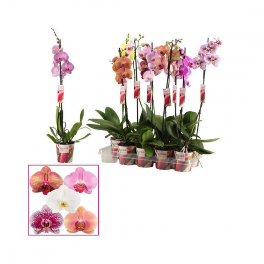 PHALAENOPSIS 1 TAK PTM 12 MIX H 65 CM