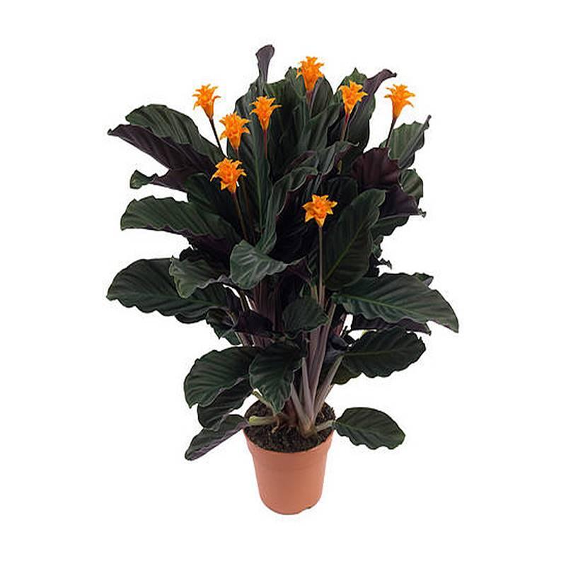 CALATHEA image