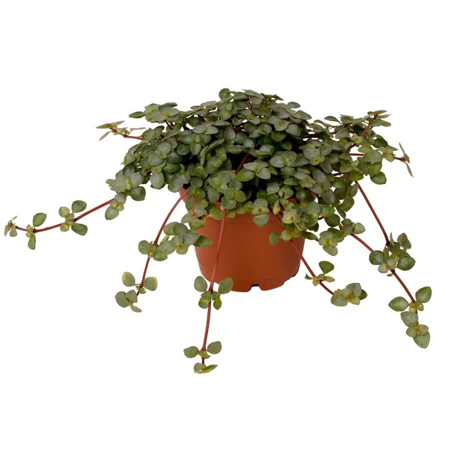 PILEA GLAUCOPHYLLA 