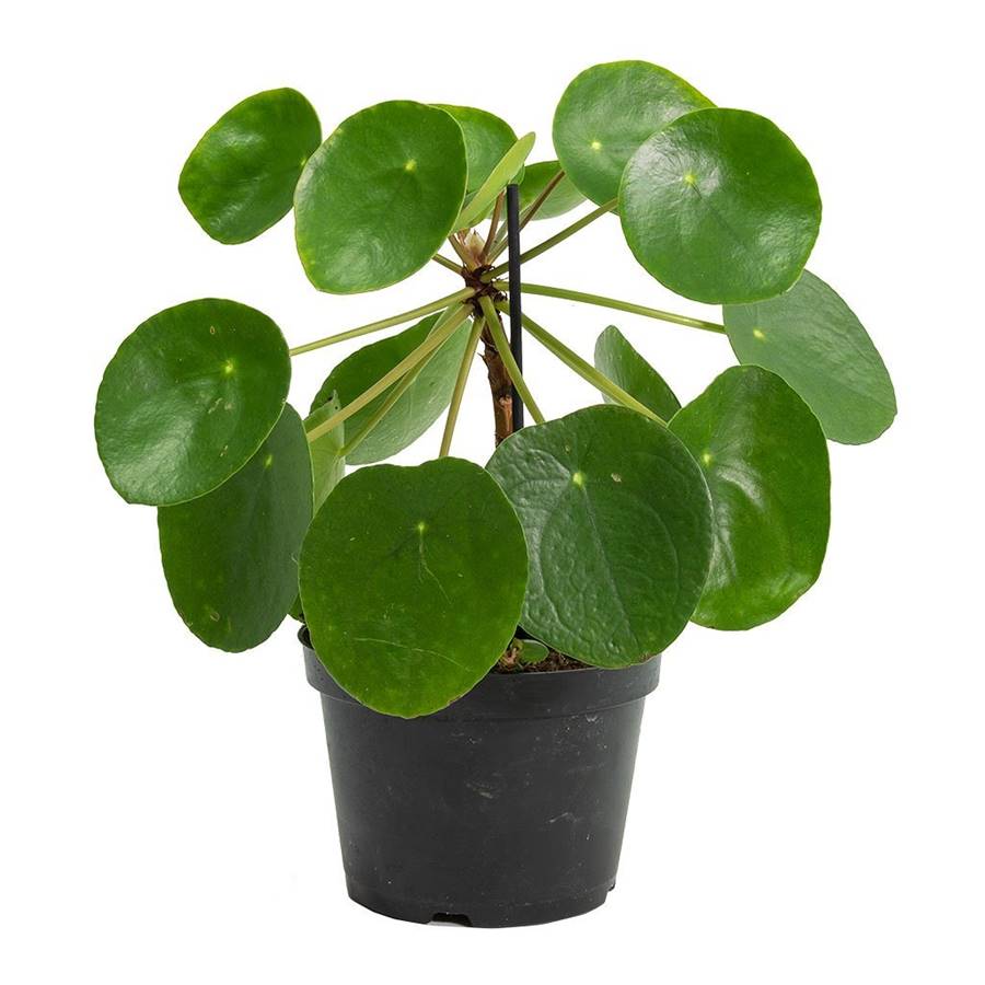 PILEA PEPEROMOIDES