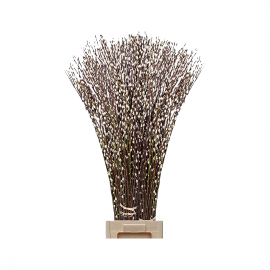 SALIX CA SNOW FLAKE 150CM image