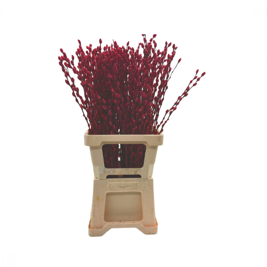 SALIX PUSSY WILLOW RED 70CM