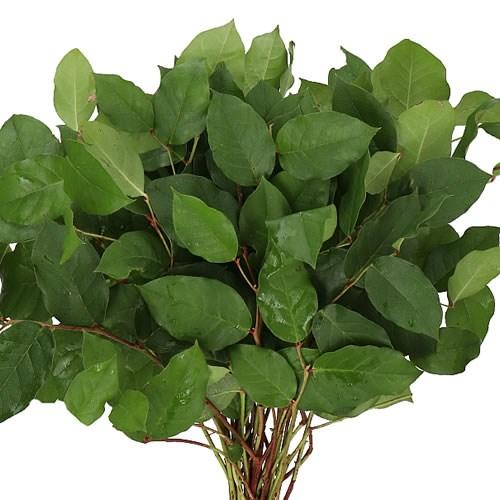 SALAL TIPS (GAULTHERIA) image